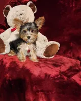 PRINCETON, a male Yorkshire Terrier for sale in Polk City, FL – Photo 3 of 10