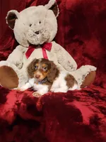 KODA, a male Miniature Dachshund for sale in Polk City, FL – 9 of 10