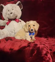 HAYES, a male Miniature Dachshund for sale in Polk City, FL – 9 of 10