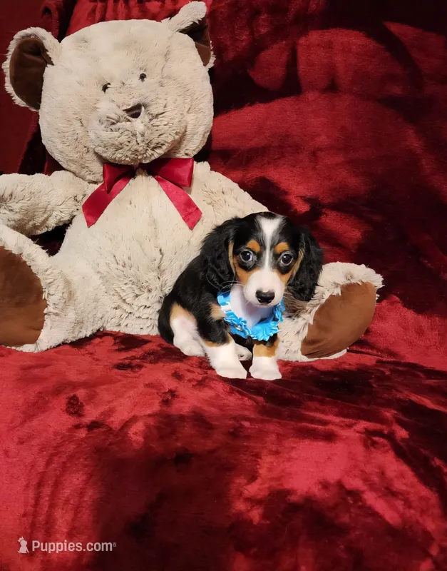 RIO – Miniature Dachshund puppy for sale in Polk City, FL