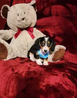 RIO, a male Miniature Dachshund for sale in Polk City, FL – 1 of 10