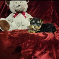 MAUI, a female Yorkshire Terrier for sale in Polk City, FL – Photo 8 of 10