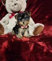 MAUI, a female Yorkshire Terrier for sale in Polk City, FL – Photo 9 of 10