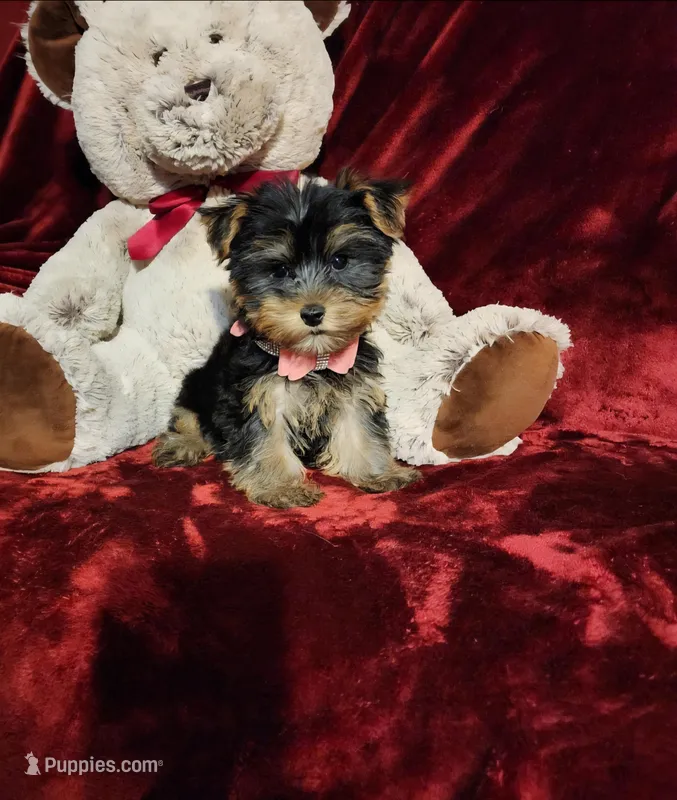 MAUI – Yorkshire Terrier puppy for sale in Polk City, FL