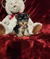 MAUI, a female Yorkshire Terrier for sale in Polk City, FL – Photo 1 of 10
