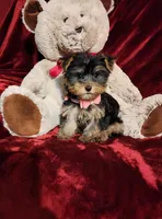 MAUI, a female Yorkshire Terrier for sale in Polk City, FL – Photo 7 of 10