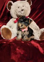MAUI, a female Yorkshire Terrier for sale in Polk City, FL – Photo 3 of 10