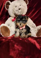 MAUI, a female Yorkshire Terrier for sale in Polk City, FL – Photo 6 of 10