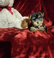 MAUI, a female Yorkshire Terrier for sale in Polk City, FL – Photo 4 of 10
