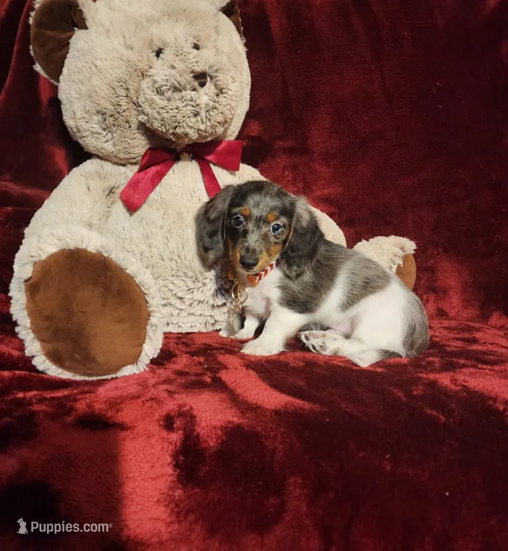 STERLING – Miniature Dachshund puppy for sale in Polk City, FL