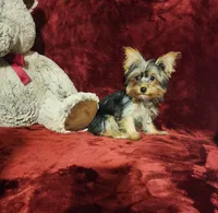 TILLY, a female Yorkshire Terrier for sale in Polk City, FL – 5 of 10
