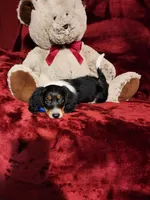 TONKA, a male Miniature Dachshund for sale in Polk City, FL – 6 of 10