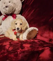 HOUSTON , a male Miniature Dachshund for sale in Polk City, FL – Photo 4 of 10