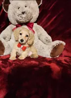 HOUSTON , a male Miniature Dachshund for sale in Polk City, FL – Photo 3 of 10