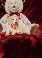 HOUSTON , a male Miniature Dachshund for sale in Polk City, FL – Photo 7 of 10