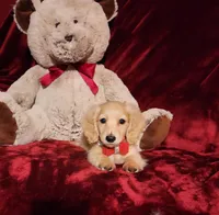 HOUSTON , a male Miniature Dachshund for sale in Polk City, FL – Photo 5 of 10