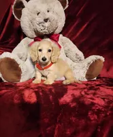 HOUSTON , a male Miniature Dachshund for sale in Polk City, FL – Photo 6 of 10