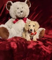 HOUSTON , a male Miniature Dachshund for sale in Polk City, FL – Photo 8 of 10