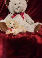 HOUSTON , a male Miniature Dachshund for sale in Polk City, FL – Photo 2 of 10