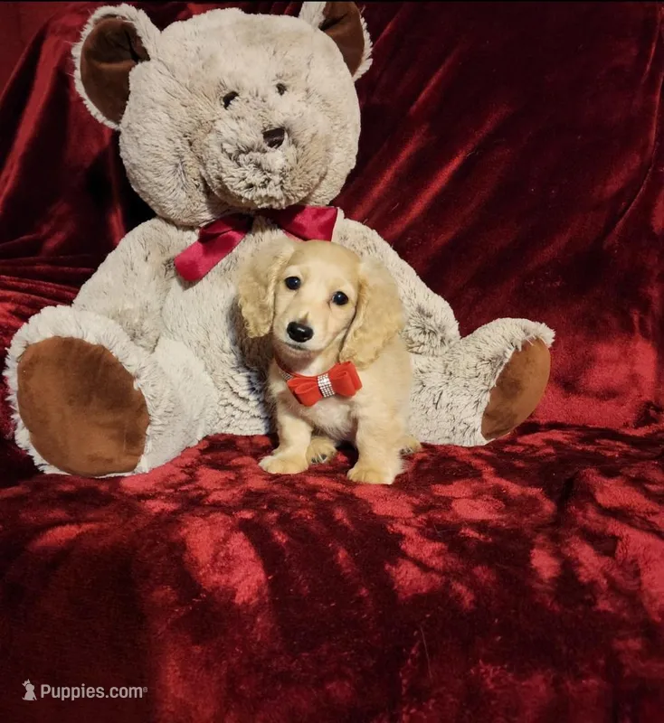 HOUSTON  – Miniature Dachshund puppy for sale in Polk City, FL