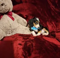 RIO, a male Miniature Dachshund for sale in Polk City, FL – 4 of 10