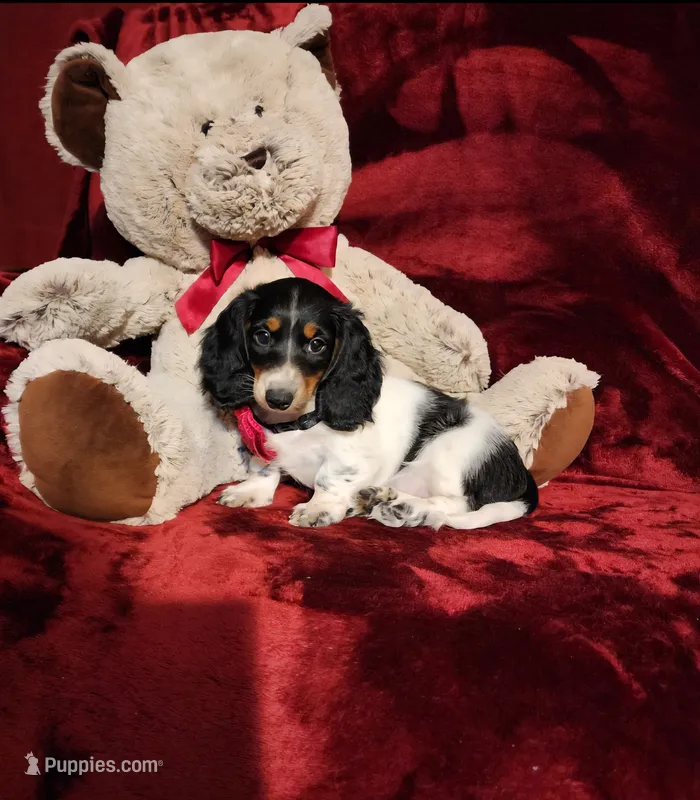 LAKOTA – Miniature Dachshund puppy for sale in Polk City, FL