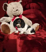 LAKOTA, a female Miniature Dachshund for sale in Polk City, FL – 1 of 10