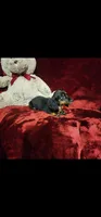 WALKER, a male Miniature Dachshund for sale in Polk City, FL – 2 of 10