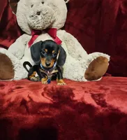 JASPER, a male Miniature Dachshund for sale in Polk City, FL – 10 of 10
