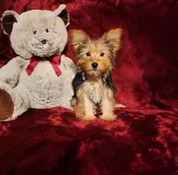 ZOE, a female Yorkshire Terrier for sale in Polk City, FL – 10 of 10