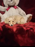 HAYES, a male Miniature Dachshund for sale in Polk City, FL – 4 of 10