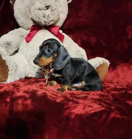 HANK, a male Miniature Dachshund for sale in Polk City, FL – 3 of 10