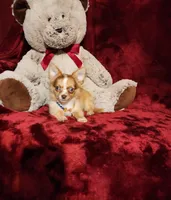 MANGO, a male Chihuahua for sale in Polk City, FL – 4 of 10
