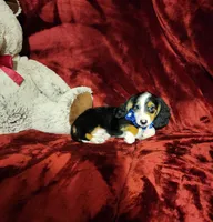 RENO, a male Miniature Dachshund for sale in Polk City, FL – 5 of 10