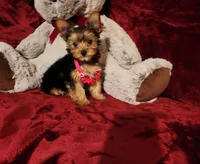 PIPPA, a female Yorkshire Terrier for sale in Polk City, FL – 2 of 10