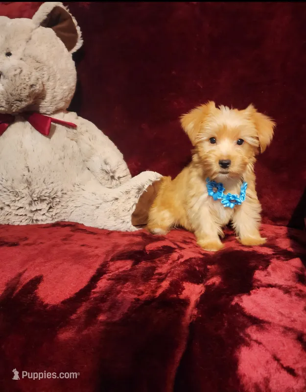 TUCKER  – Yorkshire Terrier puppy for sale in Polk City, FL