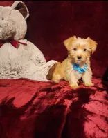 TUCKER , a male Yorkshire Terrier for sale in Polk City, FL – 1 of 10