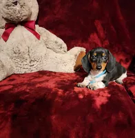 DAKOTA, a male Miniature Dachshund for sale in Polk City, FL – 3 of 10