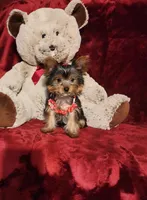 MUNCHKIN, a female Yorkshire Terrier for sale in Polk City, FL – 4 of 10