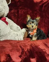MUNCHKIN, a female Yorkshire Terrier for sale in Polk City, FL – 6 of 10