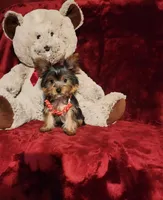 MUNCHKIN, a female Yorkshire Terrier for sale in Polk City, FL – 7 of 10