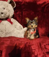 MUNCHKIN, a female Yorkshire Terrier for sale in Polk City, FL – 9 of 10
