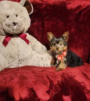 MUNCHKIN, a female Yorkshire Terrier for sale in Polk City, FL – 10 of 10