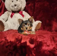 MUNCHKIN, a female Yorkshire Terrier for sale in Polk City, FL – 2 of 10