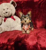 MUNCHKIN, a female Yorkshire Terrier for sale in Polk City, FL – 5 of 10