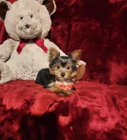 MUNCHKIN, a female Yorkshire Terrier for sale in Polk City, FL – 8 of 10