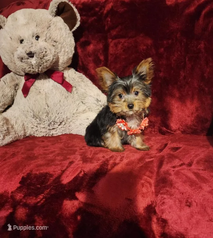 MUNCHKIN – Yorkshire Terrier puppy for sale in Polk City, FL
