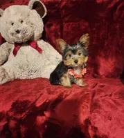MUNCHKIN, a female Yorkshire Terrier for sale in Polk City, FL – 1 of 10