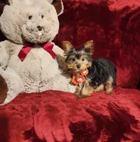 MUNCHKIN, a female Yorkshire Terrier for sale in Polk City, FL – 3 of 10