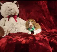 MAVERICK, a male Miniature Dachshund for sale in Polk City, FL – 8 of 10